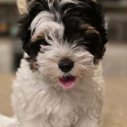 Simon - Black tan and white male Biewer Terrier puppy in El Paso, Texas from BabyCake Biewers
