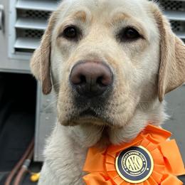 Dellie - Labrador Retriever