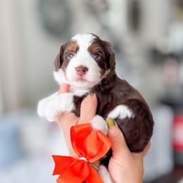 Leah - Brown and white female Bernedoodle puppy in Ontario, California from Teddy Doodles & Standard Poodles