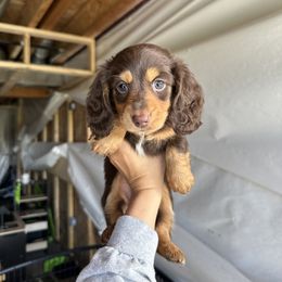 Dachshund Puppies from Hoosier Doxies