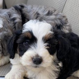 Aussiedoodles from Doodle Doos Pups