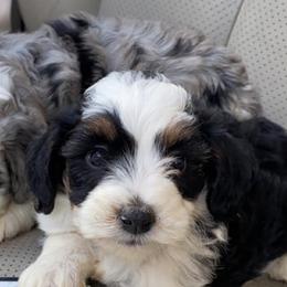 Aussiedoodles from Doodle Doos Pups