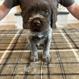 Gunner - Brown and gray male Wirehaired Pointing Griffon puppy in Shelley, Idaho from Western Gundogs