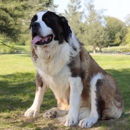Saint Bernard puppies from Horseshoe Drive Kennel
