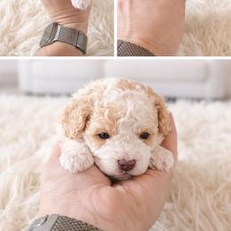 Theo - Caramel cream male Australian Labradoodle puppy in Aurora, Oregon from Divine Poodles