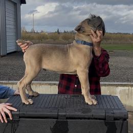 Boy 2 - male Cane Corso puppy in Dayton, Oregon from BlackStar Cane Corso