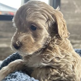 Tex - Apricot male Maltipoo puppy in Camden, Michigan from Pawfect Companions