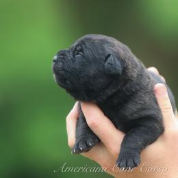 Boy 3 - Chestnut brindle male Cane Corso puppy in Cable, Ohio from Americana Cane Corso