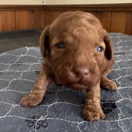 Graham - Red male Cockapoo puppy in Sheridan, Missouri from Shepherdsfold’s Cockapoos
