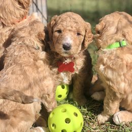 Goldendoodle Puppies from Magnolia Doodles of Southern Miss