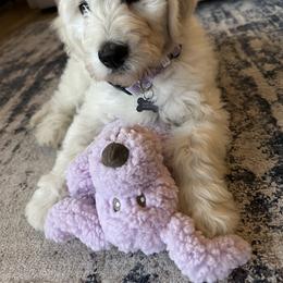 Golden Retriever Puppies from Evergreen Snow Doodles