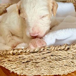 Meet panda boy red parti - Parti male Double Doodle puppy in Yoakum, Texas from The Scott’s Dood Ranch