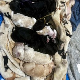 Goldendoodle Puppies from Sugar Doodles