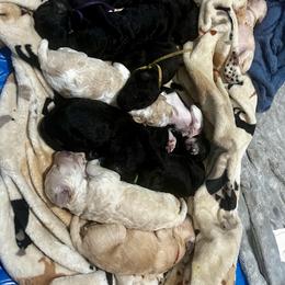 Goldendoodle Puppies from Sugar Doodles