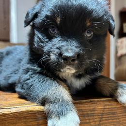 Coal (has tail) - Black tri-color male Australian Shepherd puppy in Butler, Georgia from Aussies at Howling Hill Farm