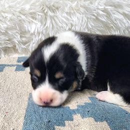 RM Male 3 - Black and tan male Pembroke Welsh Corgi puppy in Duluth, Minnesota from Up North Corgis