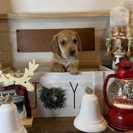 Dachshund Puppies from Victoria’s Dachshunds