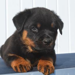 Mr Orange - Black and mahogany male Rottweiler puppy in Ethel, Washington from Titanenheim Rottweilers