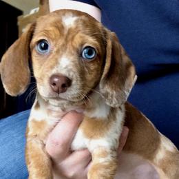 Dolly - Dapple female Dachshund puppy in Buckeye, Arizona from Sweetwater Dachshunds