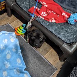 German Shepherd Puppies from Reign Land