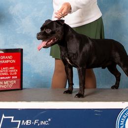 Coe - Staffordshire Bull Terrier