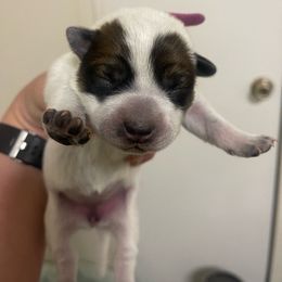 Pink - Red speckled Australian Cattle Dog puppy in Dillon, Montana from DPH Australian Cattle Dogs