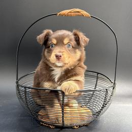 Olivia - Red tri female Miniature Australian Shepherd puppy in Covington, Pennsylvania from Rigas Mini Aussies LLC