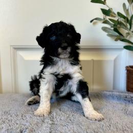 Angel Hair - White and black female Bordoodle puppy in Valley Center, California from Circle R Valley Bordoodls