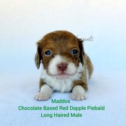Maddox - Dapple male Dachshund puppy in Quitman, Mississippi from S-and-A Kennels