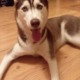 Siberian Husky Puppies from Crazy Cookies Huskies