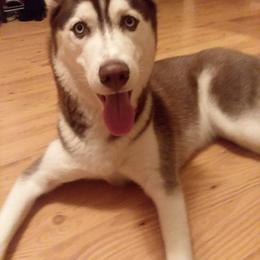 Siberian Husky Puppies from Crazy Cookies Huskies