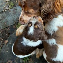Cupcake (purple collar) - Tri-Roan female English Springer Spaniel puppy in Statesville, North Carolina from Rockin’ Slow Farms