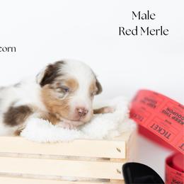 Popcorn - Red merle male Miniature Australian Shepherd puppy in Wooster, Ohio from Kari's Mini Aussies