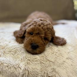 Comet - Red  male Goldendoodle puppy in North Highlands, California from The Purrfectpups
