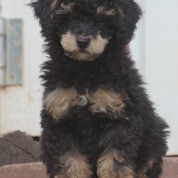 Goldendoodle and Poodle Puppies from Bells Doodles n Poodles