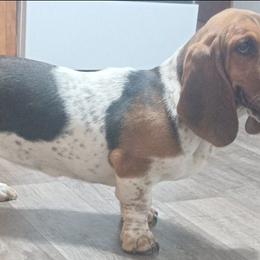 Dixie - Black brown and white female Basset Hound puppy in Dixon, Missouri from Kickapoo Bassets