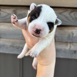 Lemon - Blue mottled female Australian Cattle Dog puppy in Ellensburg, Washington from Boondock Bandits
