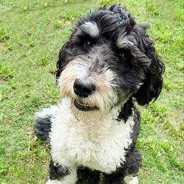 Sundae - Bernedoodle
