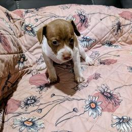 ZIVA - White and chocolate female Rat Terrier puppy in Jerusalem, Ohio from Twin Hickory Ranch
