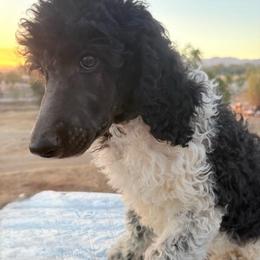 Elm - Parti male Poodle puppy in Meadowbrook, California from Standard Poodle Pups