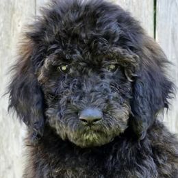 Goldendoodles from Vera's Goldendoodles