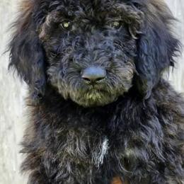 Goldendoodles from Vera's Goldendoodles