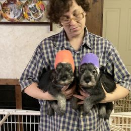 Miniature Schnauzer and Standard Schnauzer Puppies from Shazzam of Oz