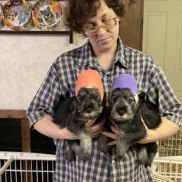 Miniature Schnauzer and Standard Schnauzer Puppies from Shazzam of Oz