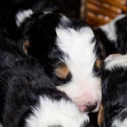 Male 1 - Tri-color male Bernedoodle puppy in Belgreen, Alabama from Scott’s Farm Poodles and Doodles