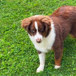 Samson - Red tri-color male Miniature American Shepherd puppy in Lexington, Kentucky from Deuce's Den