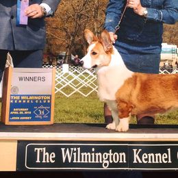 Cardigan Welsh Corgi All Grown Up from Debonaire Corgis