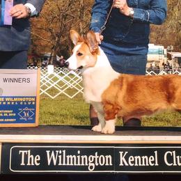 Cardigan Welsh Corgi All Grown Up from Debonaire Corgis