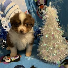 Akari - Red tri-color female Miniature American Shepherd puppy in Garysburg, North Carolina from Schaefer's Miniature American Shepherds