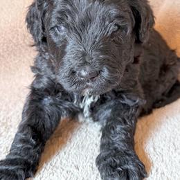 Beau - Black and white male Bernedoodle puppy in Grant City, Missouri from Timberline Paws